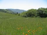 Santa Cruz Mountains and Beach 05 : Vermont Canoe Spring